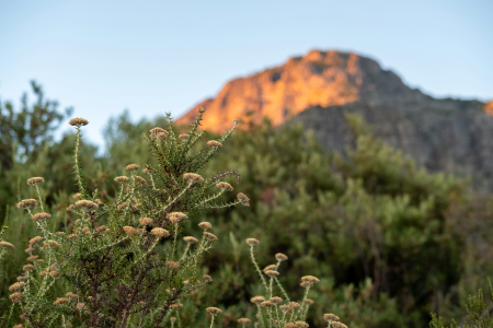 Plaisir Biodiversity